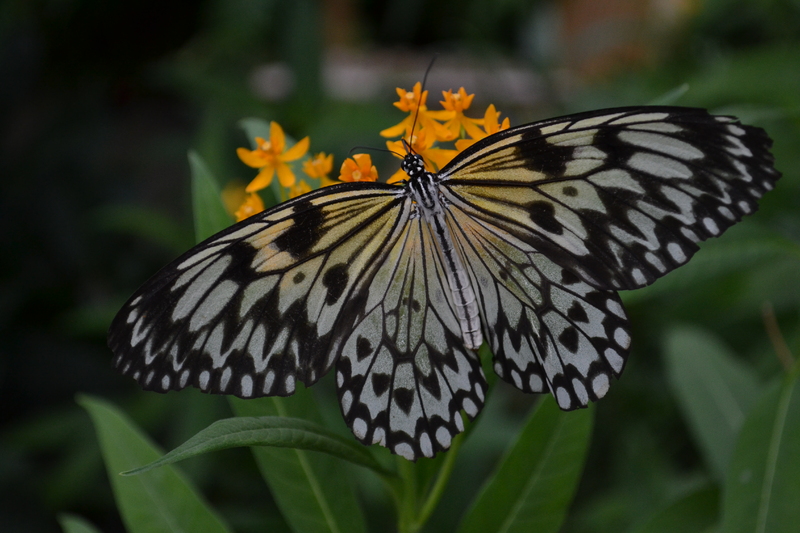 Translucent